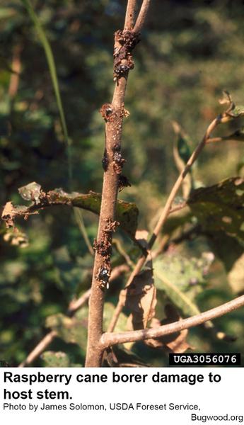 Raspberry cane borers usually cause the host stem to wilt.